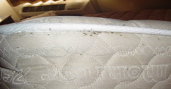 mattress bed bugs rid parasites dust clean sleeping mites easily cleaning 101cleaningtips mattresses inside mold pillows water matelas remove acariens
