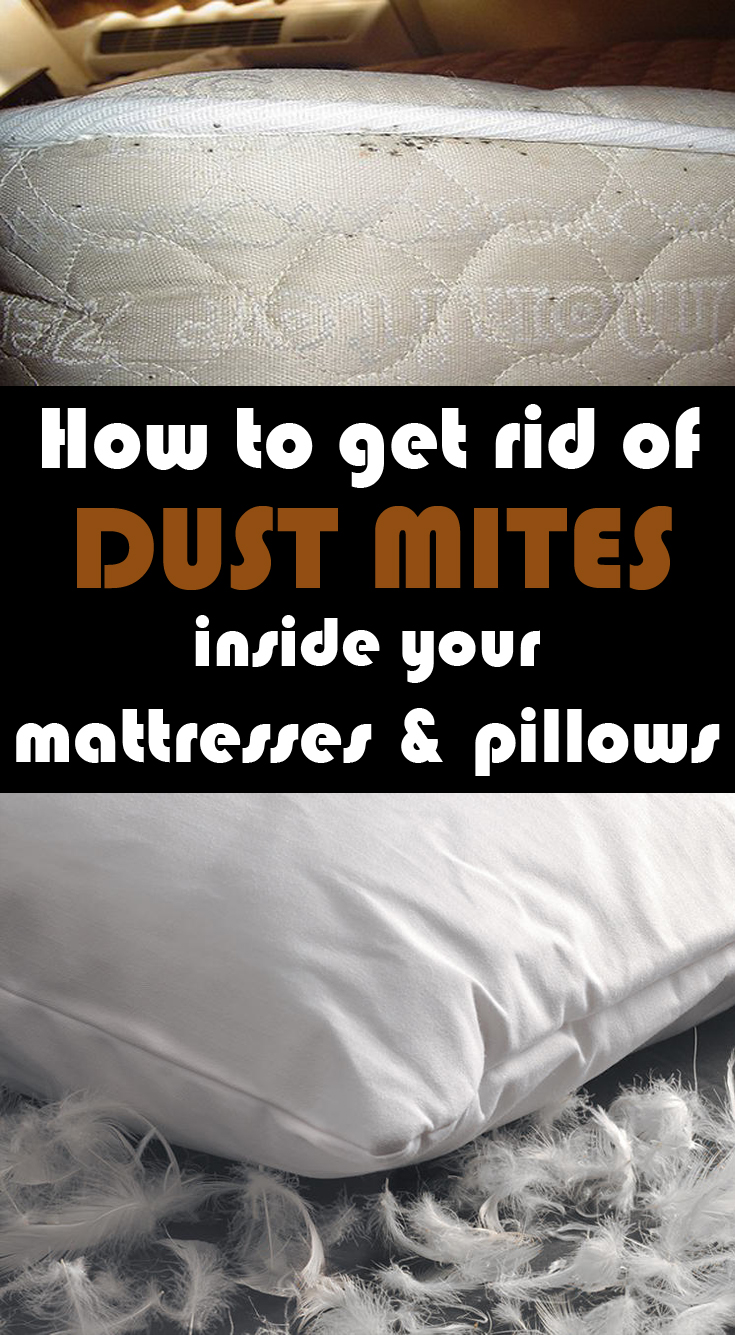 How to get rid of dust mites inside your mattresses and