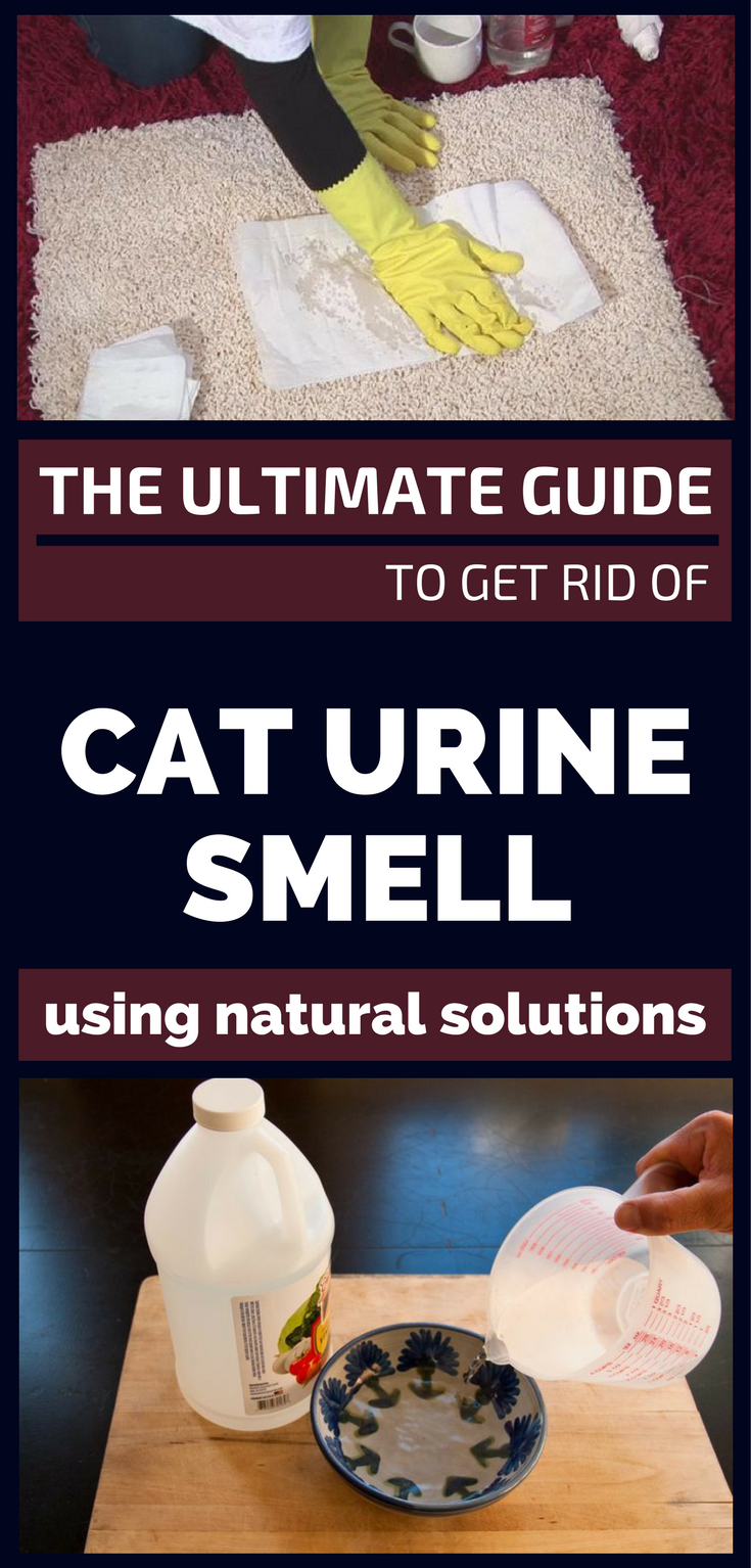 The Ultimate Guide To Get Rid Of Cat Urine Smell Using Natural