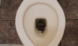 How to Remove Brown Stain & Hard Water Stain in Bottom of Toilet Bowl