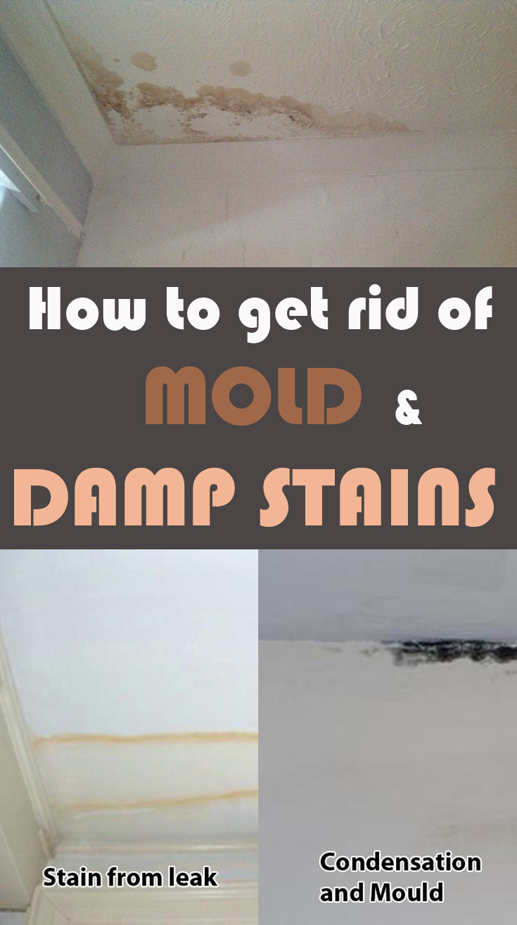 How to get rid of mold and damp stains