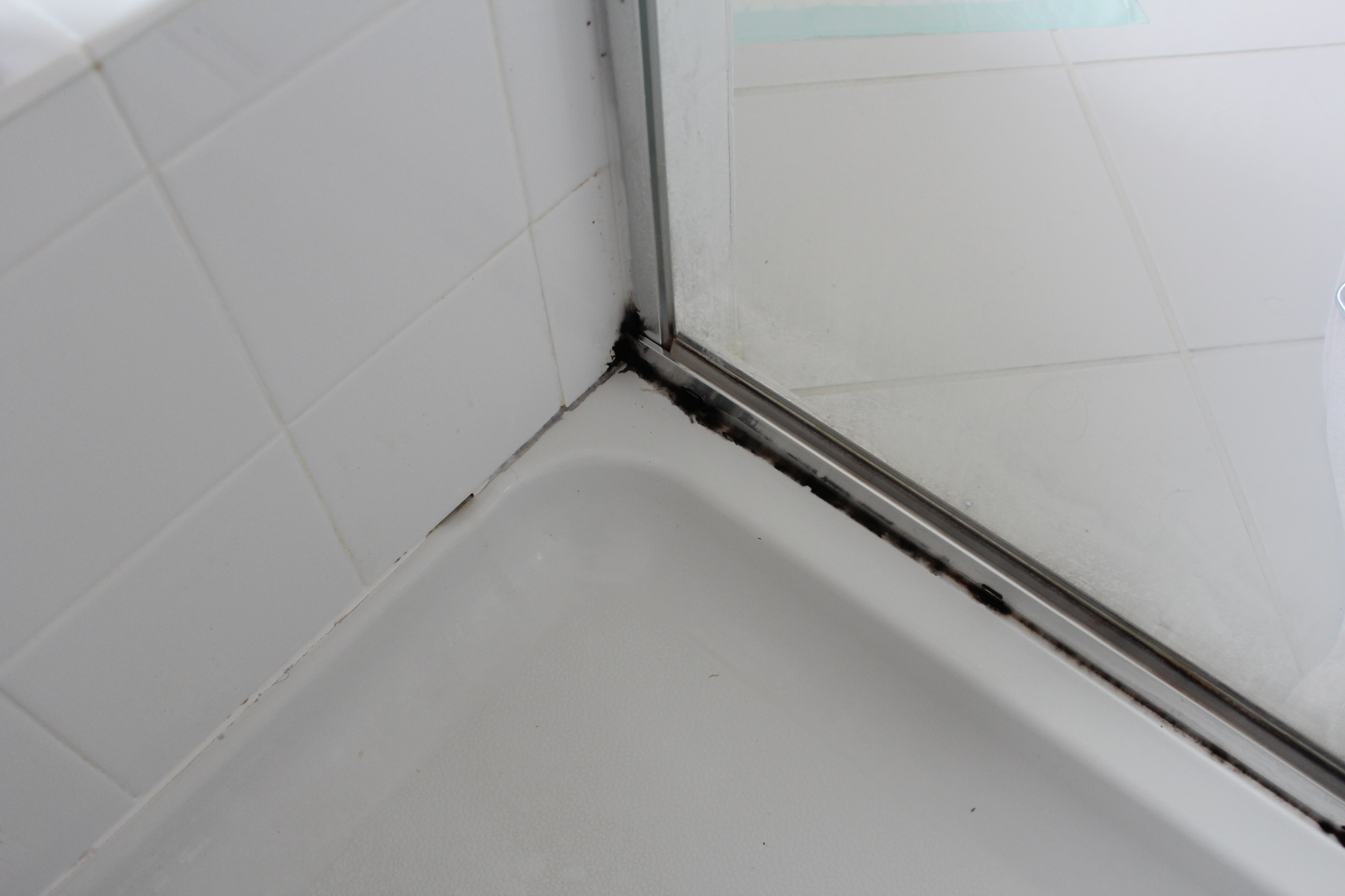 Read more about the article How to Clean Black Mold from Bathroom Sealant