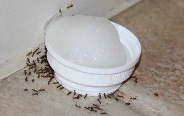 Read more about the article How to get rid of ants naturally