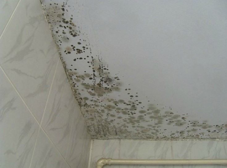 How to get rid of mold naturally, without chemicals