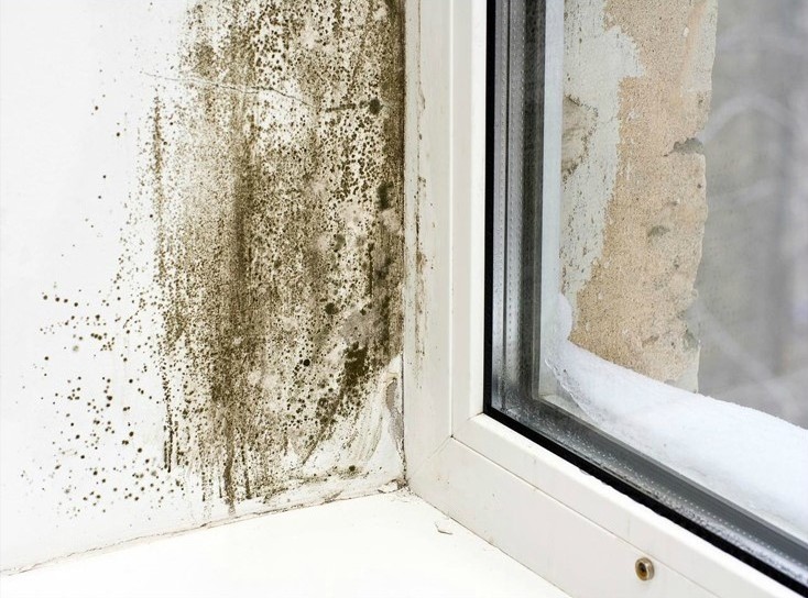 Read more about the article How to get rid of mold without using toxic cleaning products