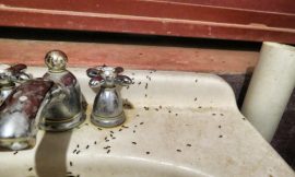 How to get rid of ants, moths and cockroaches fast and naturally