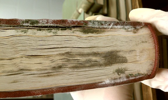 How to remove mold off your library and off your books
