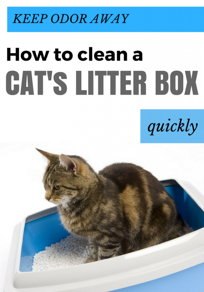 Keep Odor Away How To Clean A Cat’s Litter Box Quickly