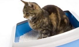 Keep Odor Away – How To Clean A Cat’s Litter Box Quickly