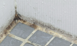 Ingenious Tricks To Get Rid Of Bathroom Mold Forever