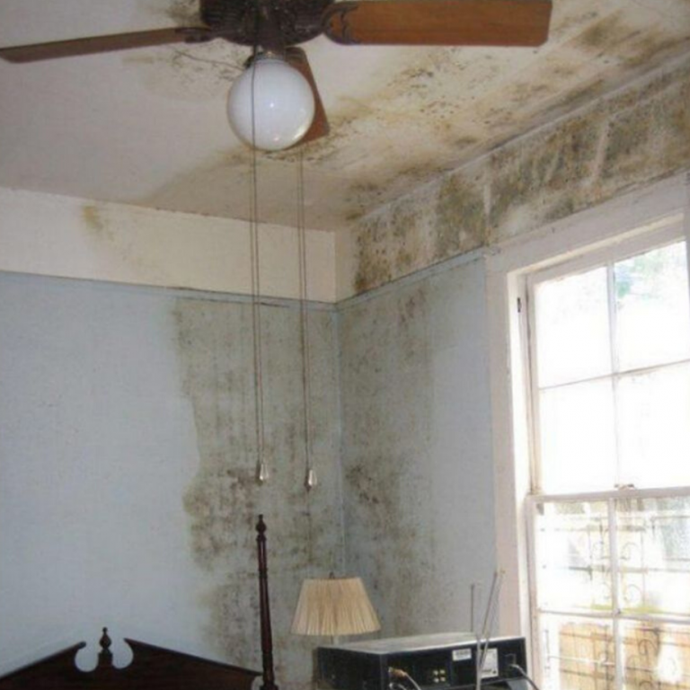 Read more about the article How To Kill & Remove Mold From Walls And Ceilings