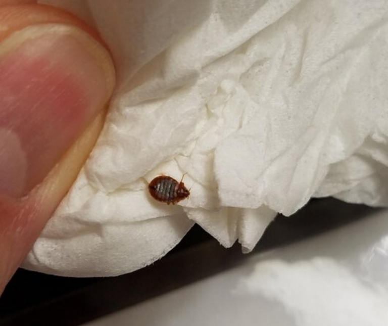 Read more about the article How To Get Rid Of Bed Bugs Permanently