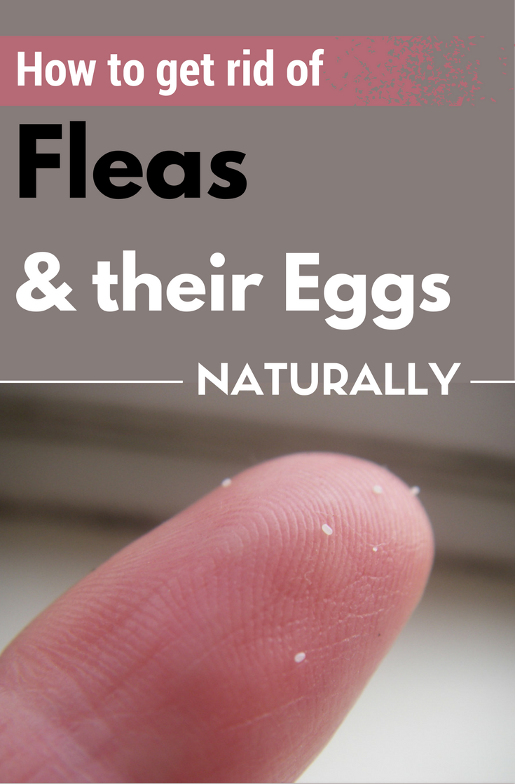 How To Get Rid Of Fleas And Their Eggs Naturally 