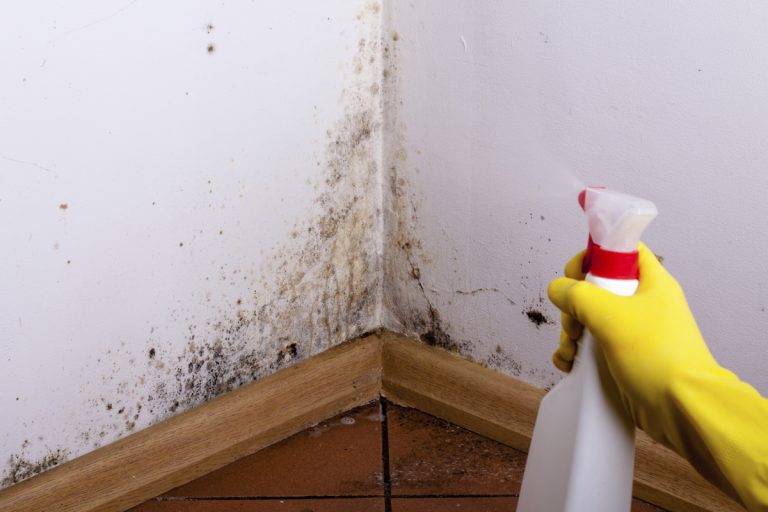 Read more about the article How To Get Rid Of Black Mold In Your House Without Chemicals