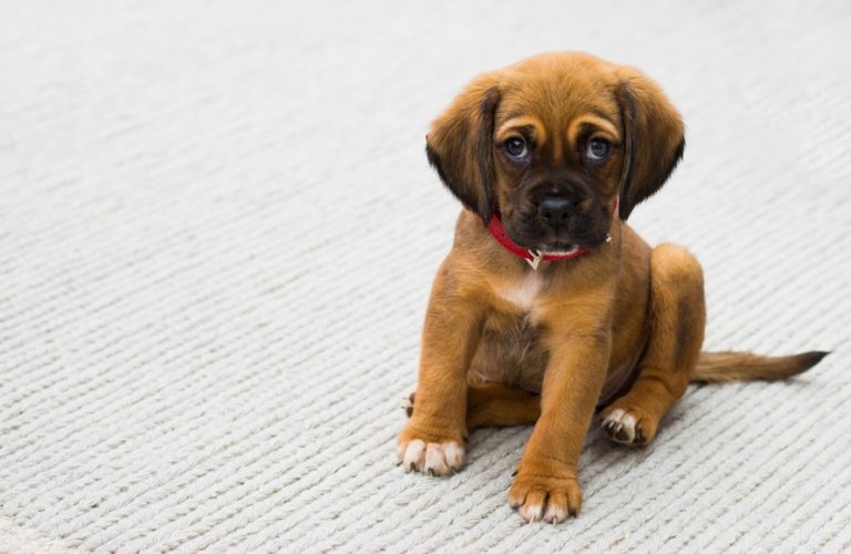 Read more about the article The Perfect Mix To Remove Pet Urine From Your Carpet