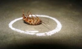 Onion And Boric Acid – The Most Efficient Trick To Get Rid Of Cockroaches For Good