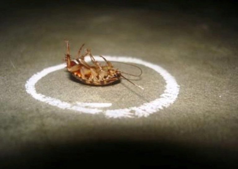 Read more about the article Onion And Boric Acid – The Most Efficient Trick To Get Rid Of Cockroaches For Good