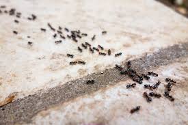 Non-Toxic Spray To Get Rid Of Ants