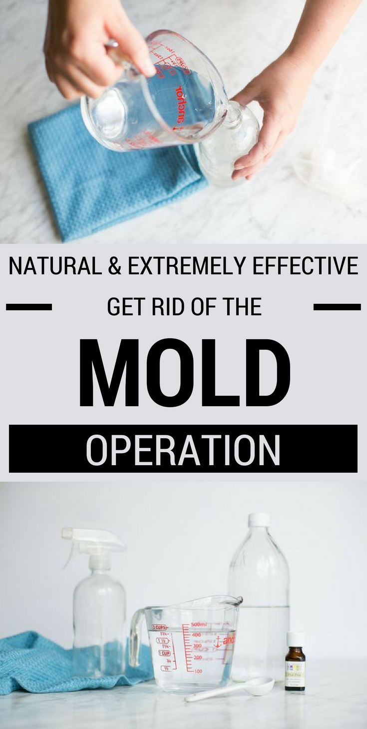 Natural And Extremely Effective Get Rid Of The Mold Operation - 101CleaningTips.net - How To Get Rid Of Mold Spores In The Air
