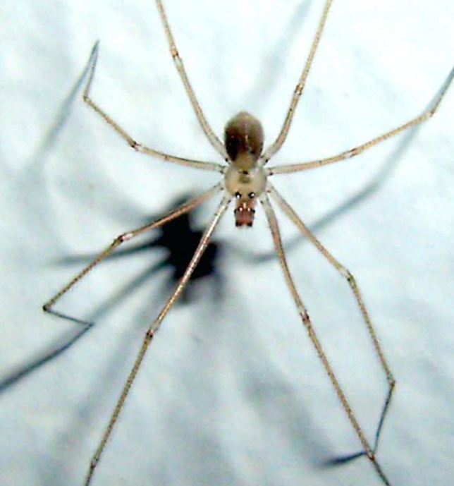 Read more about the article How To Keep Spiders Away With Natural Remedies Only