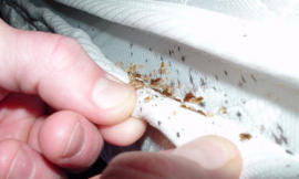 5 Small And Non-Toxic Steps To Get Rid Of A Bed Bug Invasion