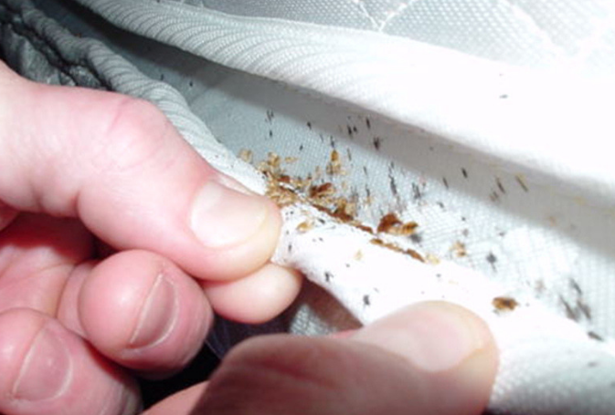 Read more about the article 5 Small And Non-Toxic Steps To Get Rid Of A Bed Bug Invasion
