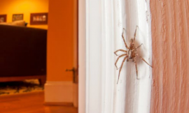 Homemade Hacks To Get Rid Of Spiders Once And For All