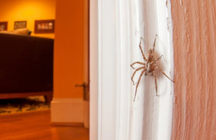 Read more about the article Homemade Hacks To Get Rid Of Spiders Once And For All
