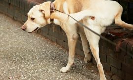How To Neutralize That Pungent Dog Pee Odor On Concrete
