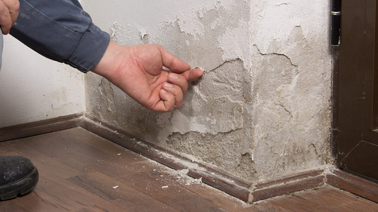 Musty Smell? Get Rid Of Dampness And Mold In Your House A.S.A.P.