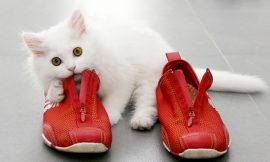 How I Successfully Got Rid Of Cat Urine Smell From My Fancy Leather Shoes