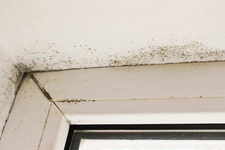 Kill Black Mold in the Bathroom Ceiling in 20 Minutes